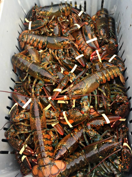 pc-eat-together-lobster